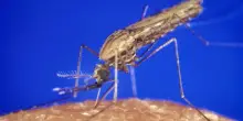 Zanzara tigre, batterio riduce del 90% la capacit&agrave; di riprodursi