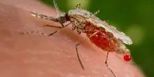 Malaria, cos&rsquo;&egrave;, come si trasmette, come si previene e perch&eacute; pu&ograve; essere pericolosa