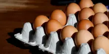 Uova da allevamento all'aperto ritirate per rischio salmonella: l'avviso del ministero