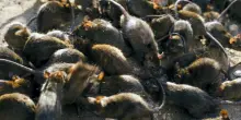Hantavirus, che cos'&egrave; la malattia trasmessa dai topi: come si contrae e quali sono i sintomi