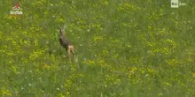 Il capriolo fugge mentre passa la carovana del Giro tra le montagne