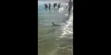 Un pinguino a Rio: si tuffa e nuota tra bagnanti e surfisti