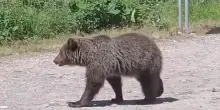 L'orso passeggia tranquillo in strada, il video girato dal motocilista morto in Romania