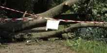 Robecchetto con Induno in lutto per la donna morta sotto un albero caduto