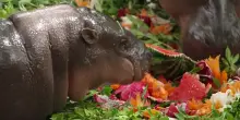 L’ippopotamo pigmeo: primo compleanno per Moo Deng, star dei social