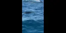 Amalfi, una foca monaca tra i bagnanti