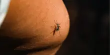 West Nile, terzo caso in Abruzzo. Anziano di 85 anni muore a Pavia
