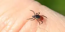 Morso della zecca, pu&ograve; essere mortale