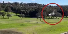 Aereo da turismo finisce su un campo da golf a Sydney, il video dell'atterraggio di emergenza