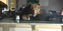 Un orso entra in gelateria e assaggia il gusto fragola - le foto