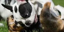 I cani imparano a distinguere le parole come gli umani