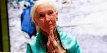 Addio a Jane Goodall, la donna che parlava con gli scimpanzé