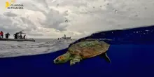 La piccola Caretta-Caretta Ariel torna libera in mare dopo le cure