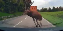 Cervo attraversa la strada con un balzo e sfiora il parabrezza di un'auto: impatto evitato