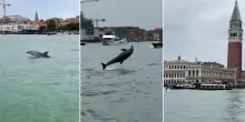 Un delfino nuota davanti a Piazza San Marco: l'avvistamento nel cuore di Venezia