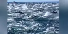 La “corsa dei delfini”: in centinaia cavalcano insieme le onde al largo della California