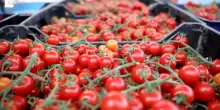 Salmonella e pomodorini, richiamato un lotto da Gela