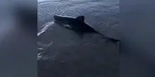 Usa, trova uno squalo spiaggiato e lo riporta in mare: il video del salvataggio