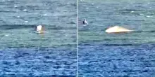 L'attimo in cui lo squalo attacca il windsurfer: "Pensavo fosse la fine"