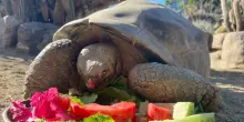 Gramma, la tartaruga delle Galápagos morta a 141 anni allo zoo di San Diego