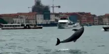 Il delfino Mimmo a Venezia, esperti: "Stop selfie, animale selvatico, serve essere rispettosi"