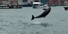 Il delfino Mimmo allontanato da Venezia per metterlo al sicuro. Ma dopo sei ore torna in Laguna