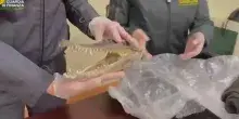 Ecco la testa di coccodrillo ritrovata in valigia a Palermo, il video della Guardia di Finanza