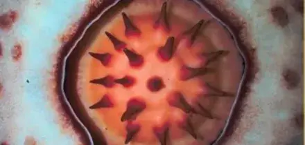 Dopo 13 anni di ricerche biologi trovano Rafflesia Hasseltii, una delle piante più rare e puzzolenti