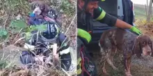 Cane da caccia bloccato per tre giorni sul Monte Fregnano: il salvataggio dei vigili del fuoco