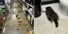 Usa, procione devasta un negozio di liquori e sviene in bagno “ubriaco”, salvato in tempo