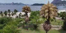 Evento raro a Rio: le palme Talipot sono in fiore, accade una sola volta nella vita e poi muoiono