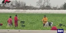 Braccianti indiani sfruttati: 2,70 euro l'ora per 10-14 ore di lavoro, sorvegliati e minacciati