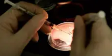 Il dramma della fecondazione in vitro al San Paolo: "Riconosciuta e amata, ma distrutta la fiducia"