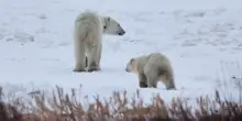 Canada, un&rsquo;orsa polare adotta un cucciolo: il raro caso ripreso dai ricercatori