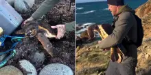 Sardegna, padre e figlio salvano una tartaruga intrappolata in una corda: &ldquo;Speriamo non accada pi&ugrave;&rdquo;