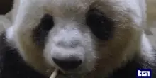 La guerra dei panda: Pechino si riprende gli ultimi esemplari dello zoo di Tokyo