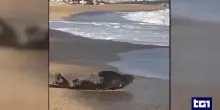 Foca monaca sulla spiaggia di Numana. La proposta sui social: "1000 euro per sorvegliarla"