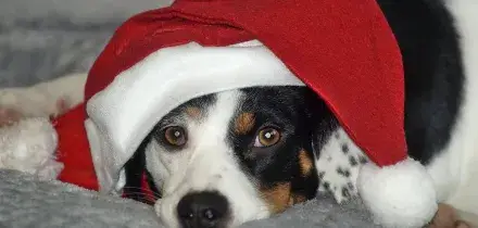 Capodanno: per animali incubo botti, 10 regole per proteggerli