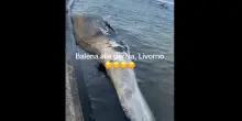Carcassa di una balenottera spiaggiata davanti alla Terrazza Mascagni a Livorno