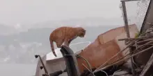 I gatti di Istanbul