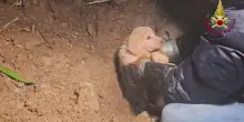 Cosenza, i Vigili del Fuoco salvano una cagnolina e i suoi due cuccioli bloccati in una tubatura