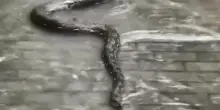 Urla in Indonesia per il serpente gigante che spunta sulla strada per l'inondazione: video