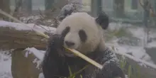 Capriole e giochi sulla neve per i panda Lan Yun e  He Feng allo zoo di Vienna