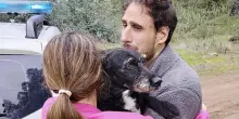Spagna: Boro &egrave; tornato a casa, ritrovato il cane disperso nell'incidente ferroviario in Andalusia