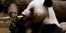 Tokyo saluta gli ultimi panda: una partenza carica di emozioni