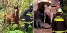 Frana a Niscemi: i vigili del fuoco salvano 20 animali intrappolati nelle fratture del terreno