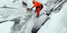 Kamchatka, due cani isolati da giorni sul ghiaccio di una baia: il video del salvataggio