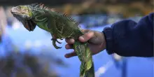 In Florida la pioggia di iguane: cadono dagli alberi paralizzate dal freddo
