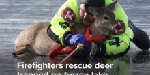 Il cervo &egrave; bloccato sul lago ghiacciato, il vigile del fuco lo lega a s&egrave; e lo mette in salvo