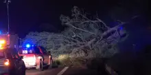 Maltempo in Sicilia, intense raffiche di vento e caduta di alberi nel catanese